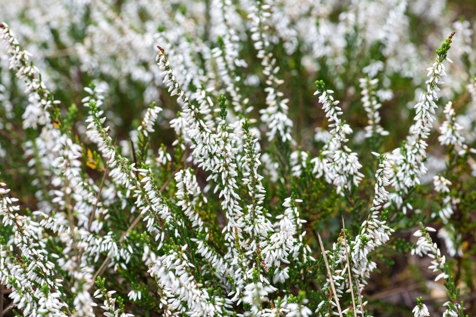 CALLUNA GARDEN GIRL BIANCA IN VASO DA 12CM