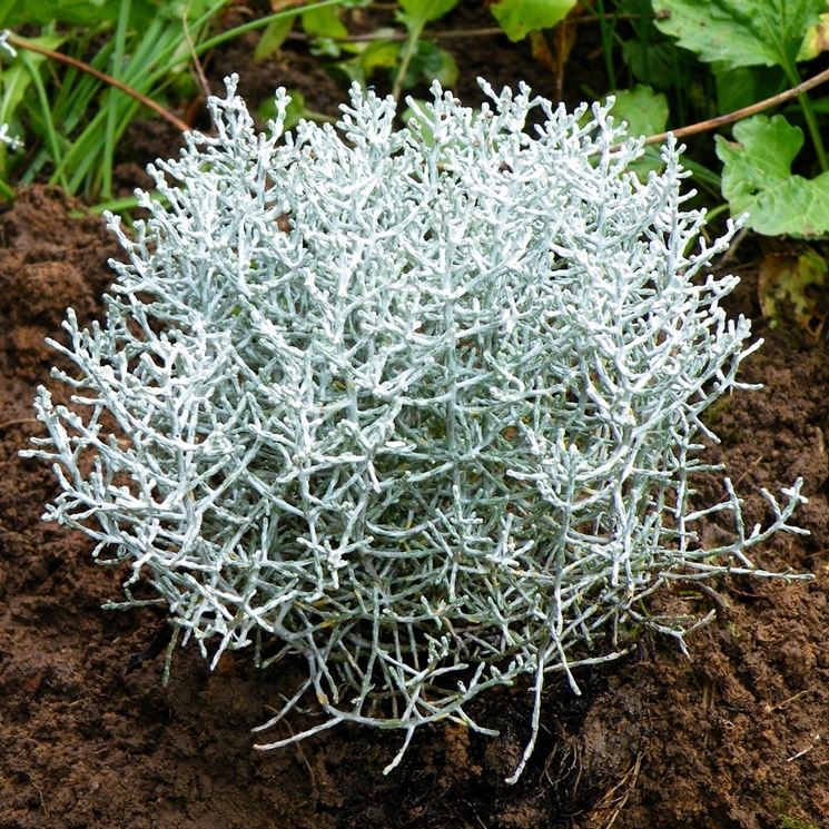 CALOCEPHALUS E MUEHLENBECKIA IN VASO 17CM