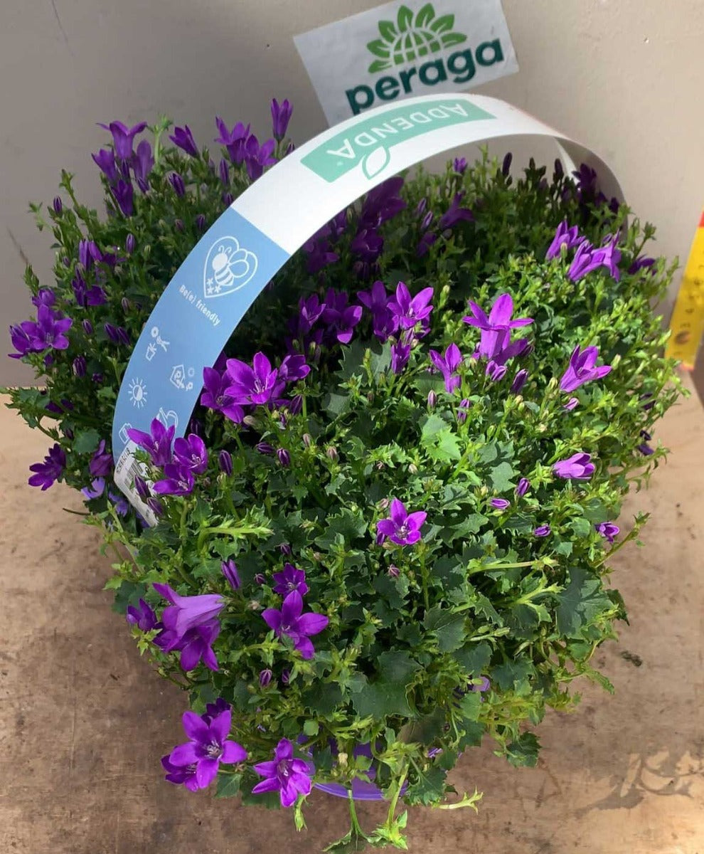CESTINO REGALO CON 3 CAMPANULA AMBELLA FUCSIA
