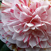 CAMELIA JAPONICA IN VASO DA 17CM
