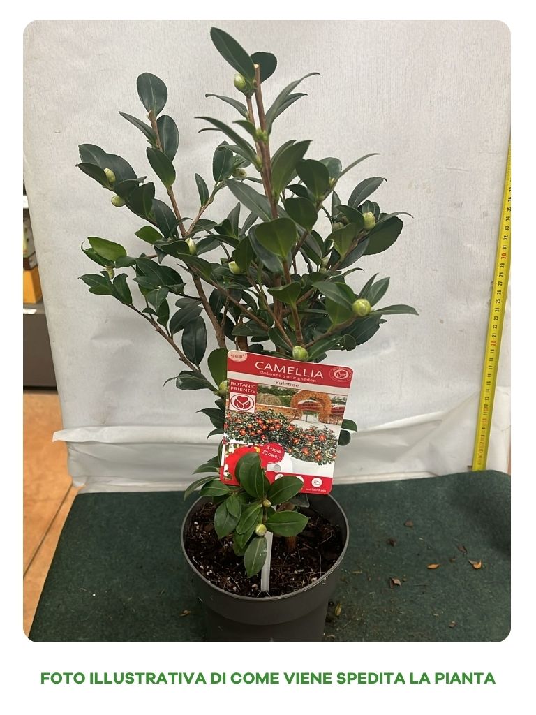 CAMELIA SASANQUA YULETIDE VASO 15CM