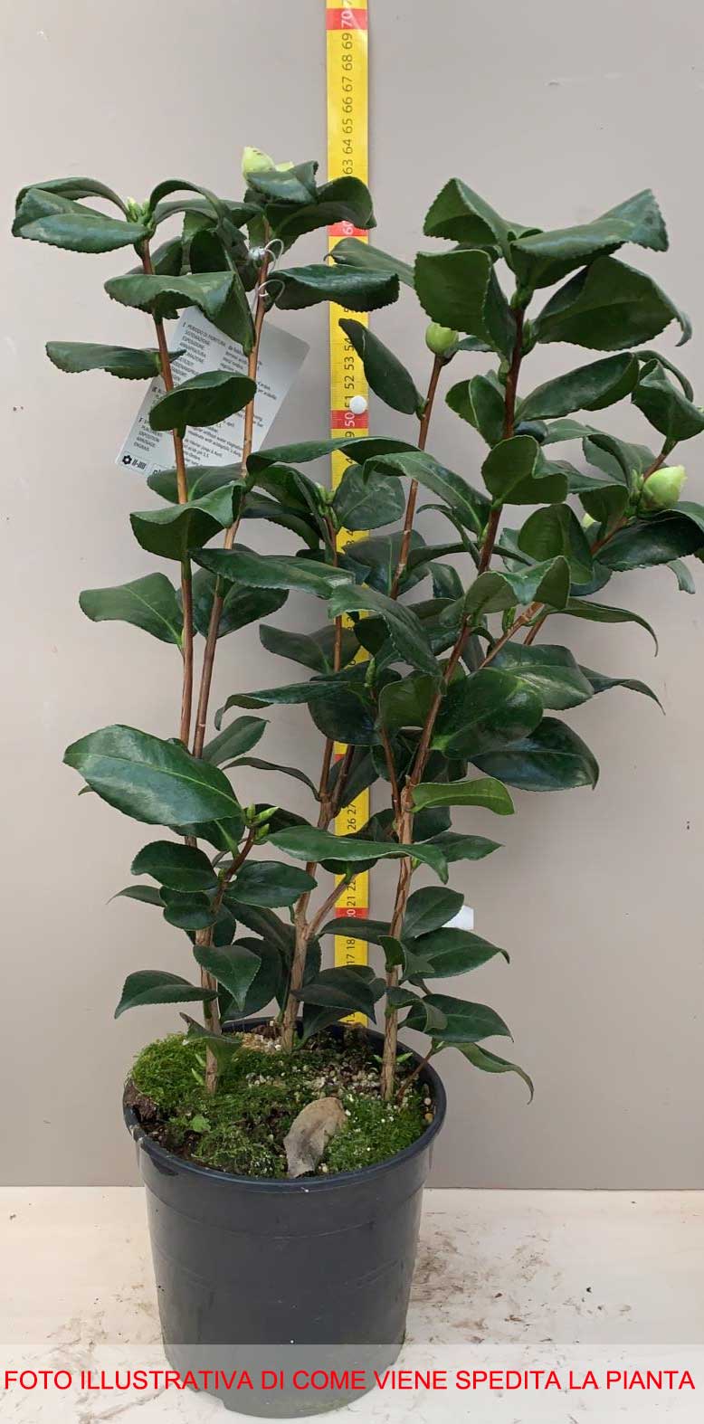 CAMELIA JAPONICA ROSA VASO 17CM