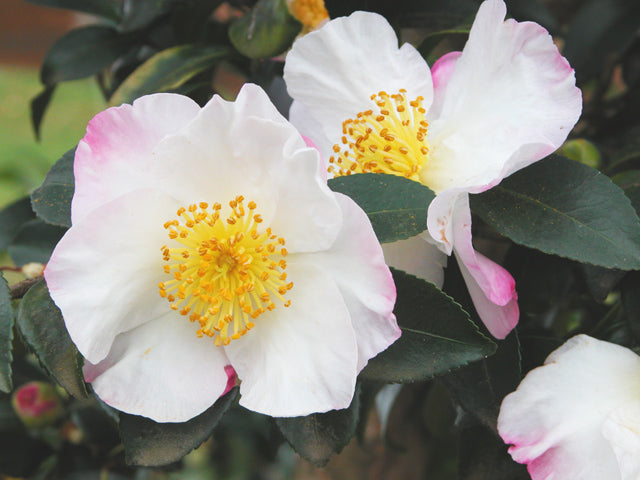 CAMELIA SASANQUA HINODE GUMO VASO 21CM