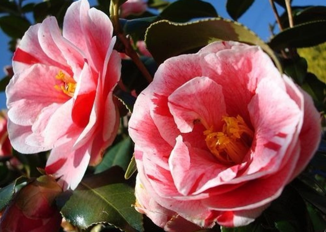 CAMELIA JAPONICA OKI NO NAMI VASO 19CM