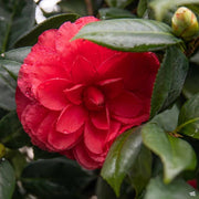 CAMELIA JAPONICA NUCCIO'S BELLA ROSSA VASO 17CM