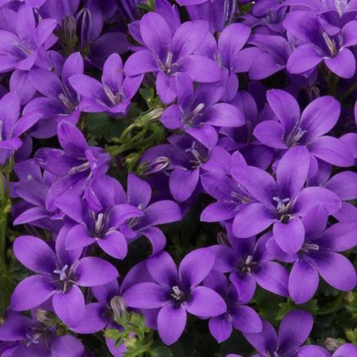 CESTINO REGALO CON 3 CAMPANULA AMBELLA FUCSIA