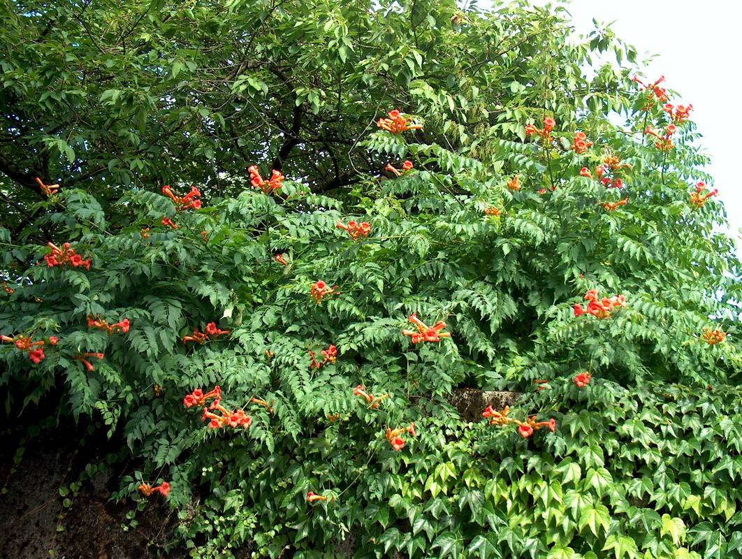 BIGNONIA CAMPSIS RADICANS VASO 17CM