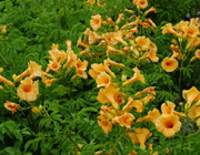 BIGNONIA CAMPSIS SUMMER JAZZ GOLD TRUMPET VASO 15CM