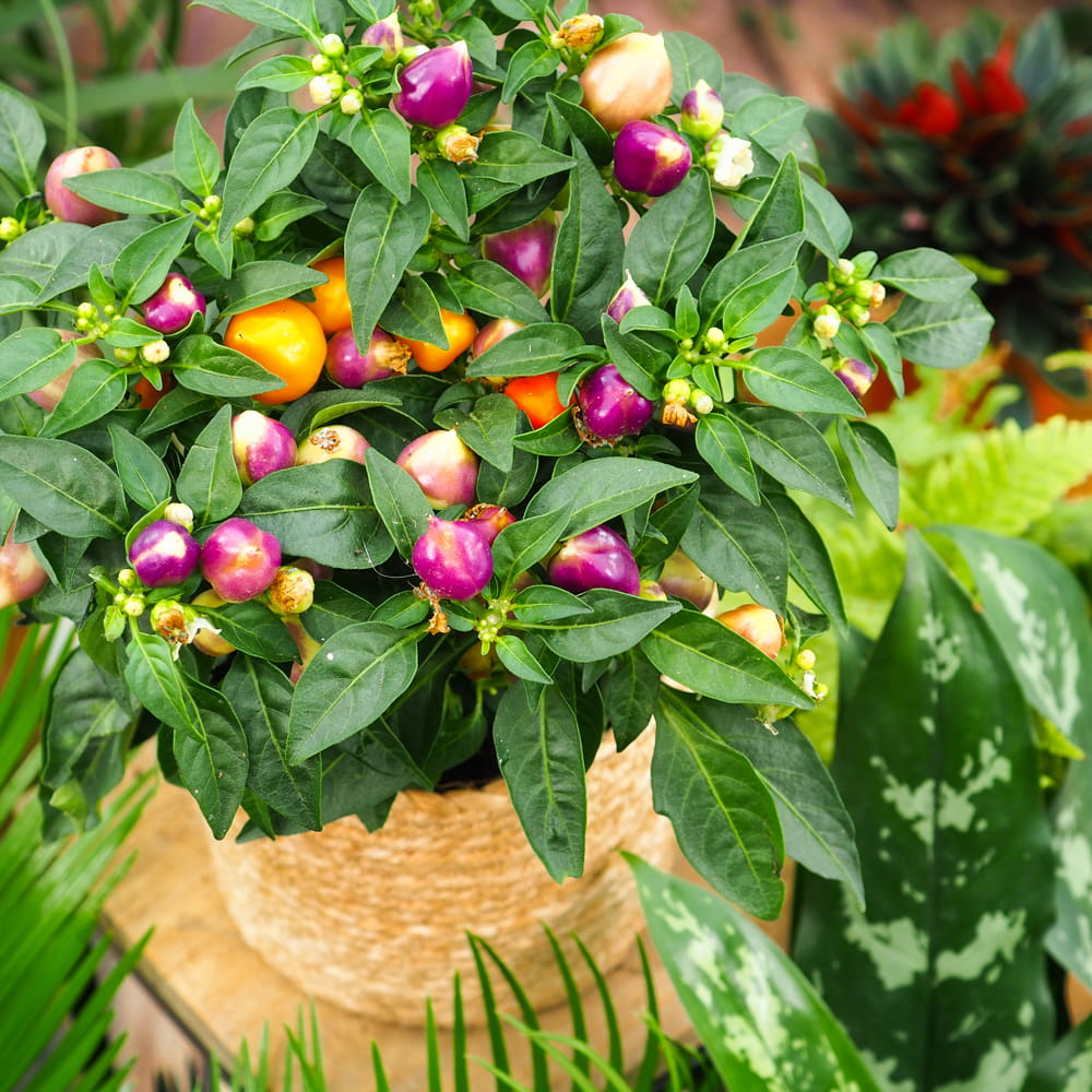 CAPSICUM ANNUUM AUTUMN DAYLIGHT PEPERONCINO ORNAMENTALE VASO 17CM