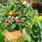 CAPSICUM ANNUUM AUTUMN DAYLIGHT PEPERONCINO ORNAMENTALE VASO 17CM