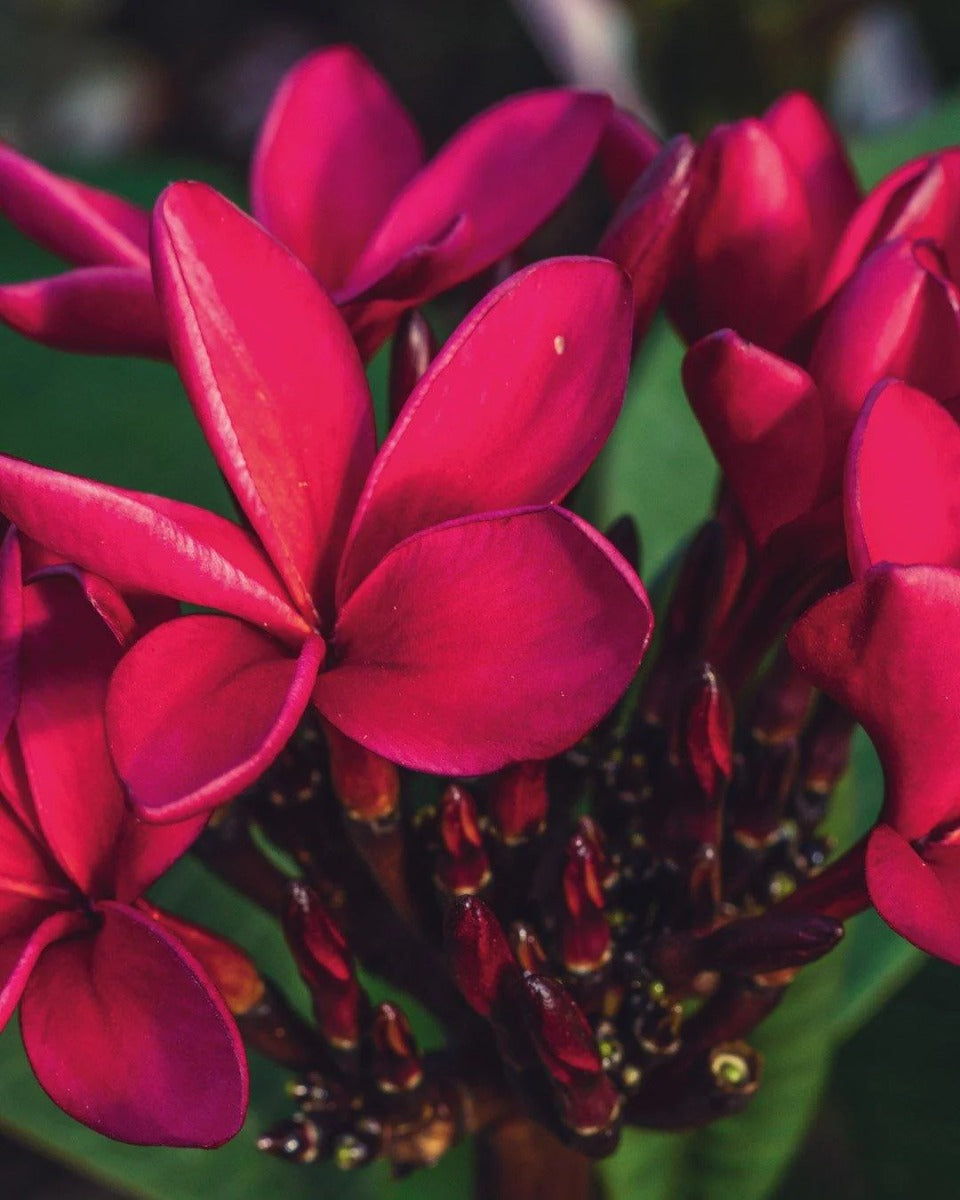 PLUMERIA POMELIA IN VASO 18CM ROSSA CARDINAL