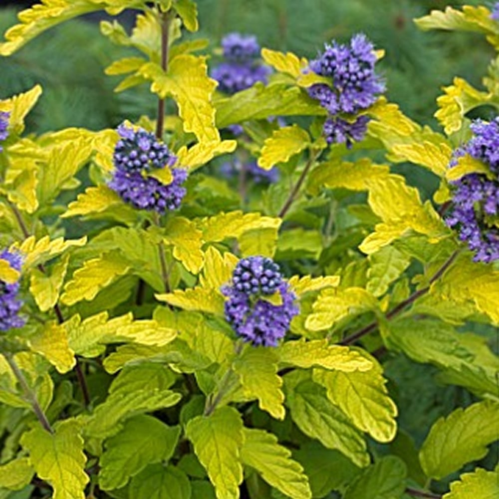 CARYOPTERIS CLAN HINT OF GOLD VASO 18CM