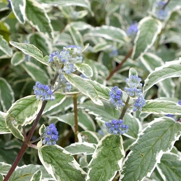 CARYOPTERIS CLAN WHITE SURPRISE VASO 19CM