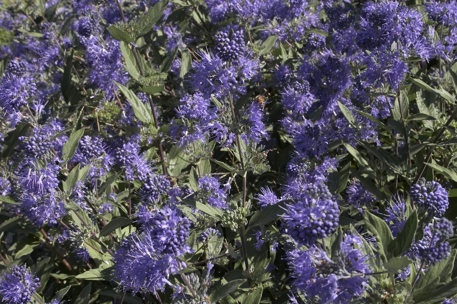 CARYOPTERIS CLAN KEW BLUE VASO 19CM