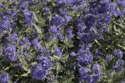 CARYOPTERIS CLAN KEW BLUE VASO 19CM