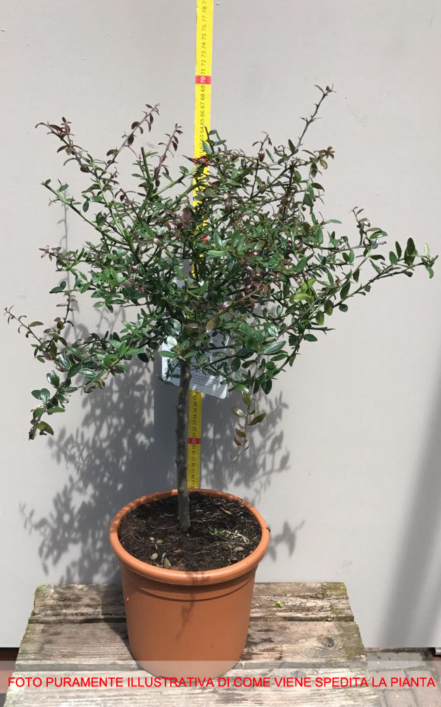 LIMONE CAVIALE ROSA FINGER LIME IN VASO 20CM