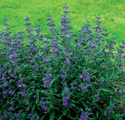 CARYOPTERIS CLAN PETITE BLUE VASO 18CM