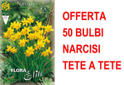 OFFERTA 50 BULBI NARCISO CYCLAMINEUS TETE A TETE