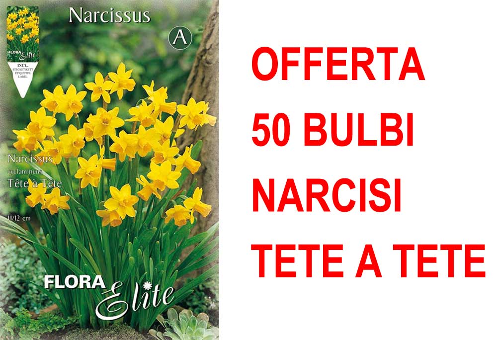 OFFERTA 50 BULBI NARCISO CYCLAMINEUS TETE A TETE