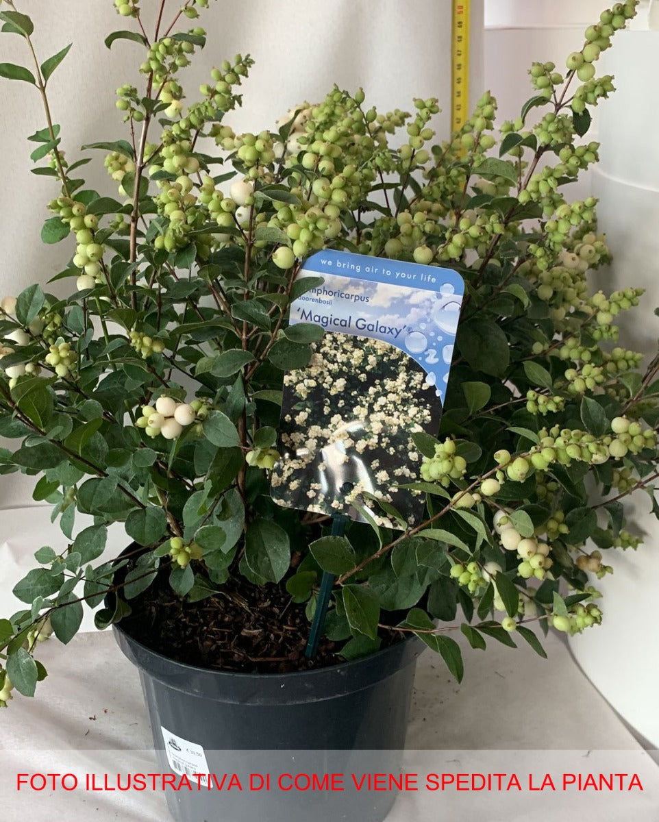 SYMPHORICARPOS ALBERO DELLE PERLE MAGICAL GALAXY VASO DA 23CM