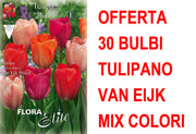 OFFERTA 30 BULBI TULIPANO DARWIN VAN EIJK MIXED