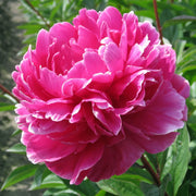 PEONIA ERBACEA JADWIGA VASO 17CM