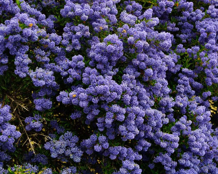 CEANOTHUS CONCHA IN VASO 17CM