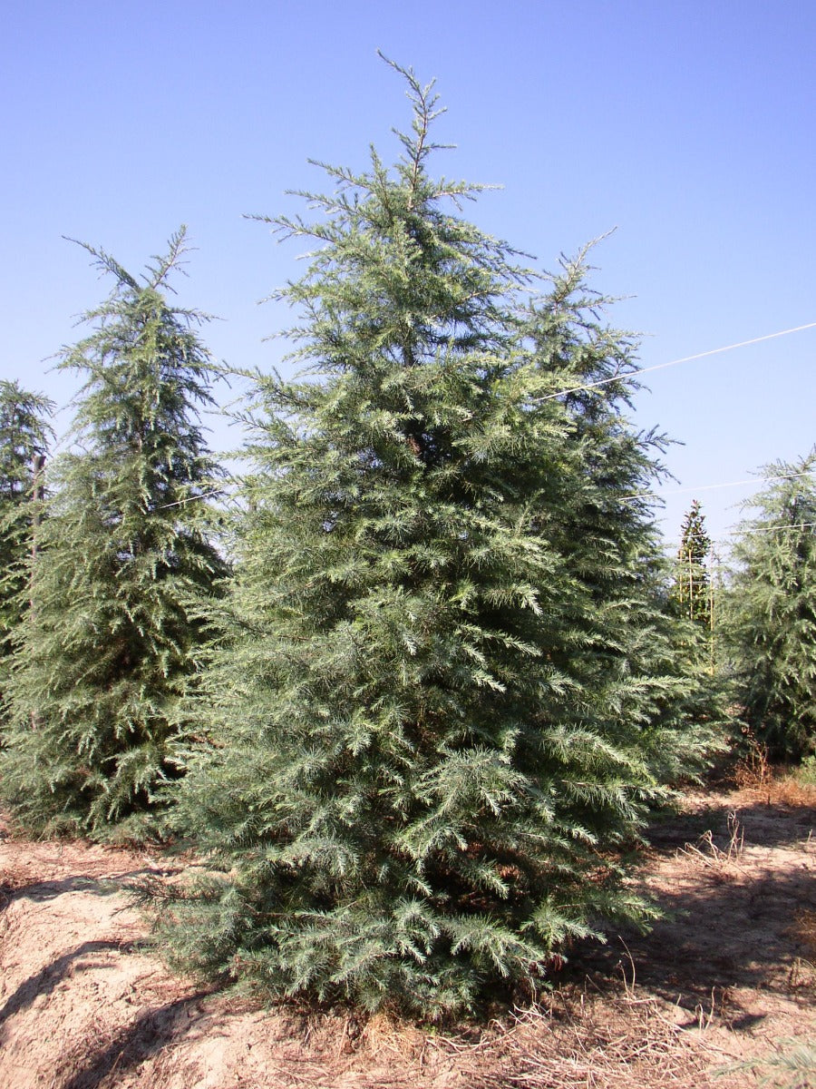 CEDRUS DEODARA IN VASO 21CM