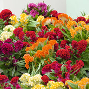 CELOSIA TASTY TWIST MIX COLORI ASSORTITI IN VASO 12CM