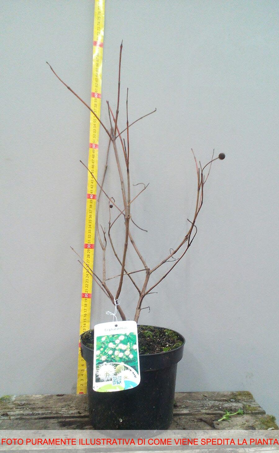 CEPHALANTHUS FIBER OPTICS IN VASO 24CM