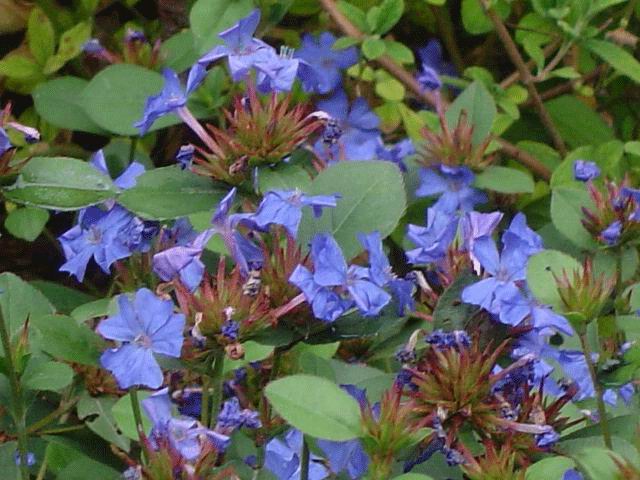 CERATOSTIGMA PLUMBAGINOIDES VASO 10CM