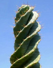 CACTUS JAMACARU SPIRALIS, VASO 10.5CM
