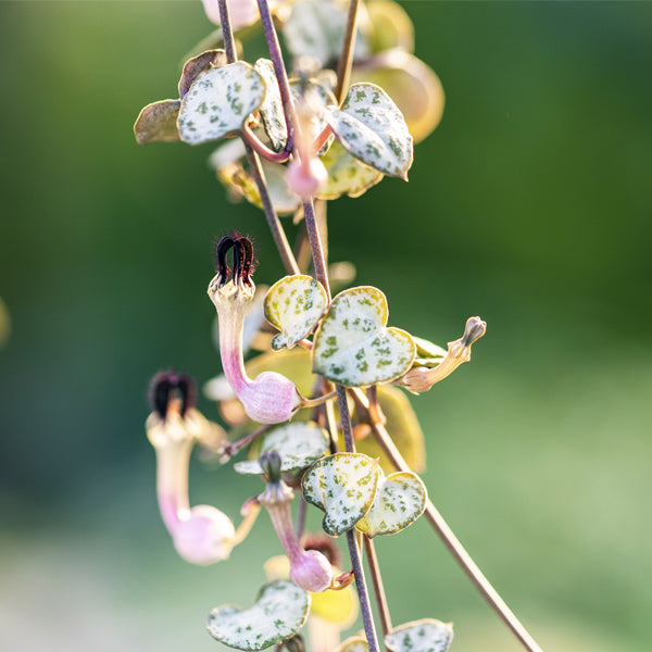 CEROPEGIA WOODII IN VASO 9CM