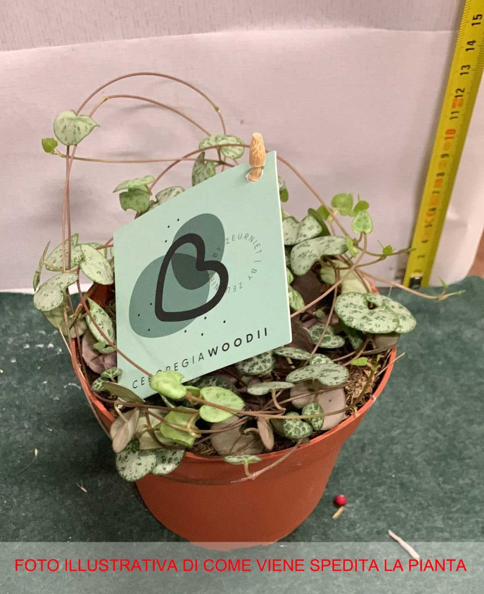 CEROPEGIA WOODII IN VASO 12CM