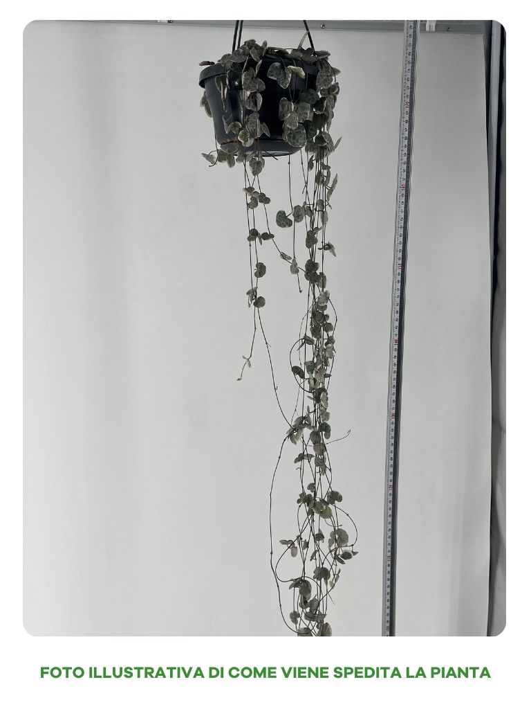 CEROPEGIA WOODII IN VASO 14CM