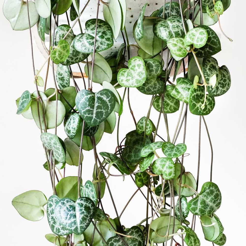 CEROPEGIA WOODII IN VASO 9CM