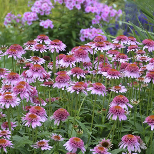 ECHINACEA BUTTERFLY KISSES VASO 23CM