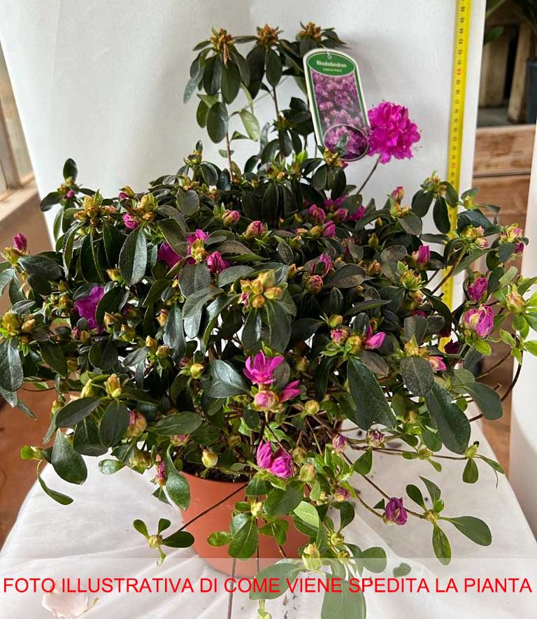 AZALEA JAPONICA RUSTICA FUCSIA VASO 18CM