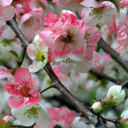 CHAENOMELES TOYO NISHIKI COTOGNO GIAPPONESE IN VASO 18CM