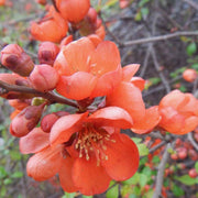 CHAENOMELES SUPERBA ORANGE BEAUTY COTOGNO GIAPPONESE VASO 18CM