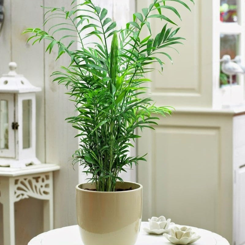 CHAMAEDOREA IN VASO 17CM