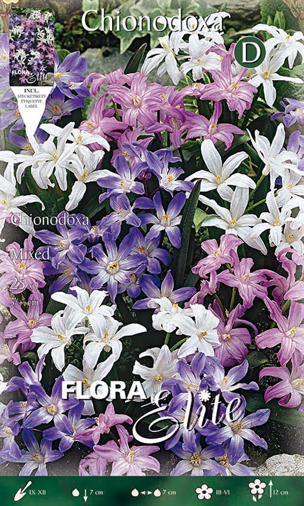 CHIONODOXA MIX DI COLORI (CONFEZIONE DA 25 BULBI)
