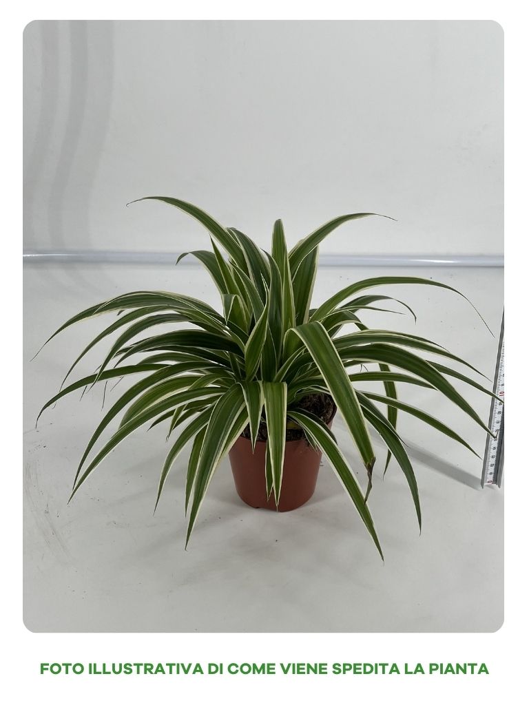 CHLOROPHYTUM COMOSUM VITATUM O NASTRINO VASO 12CM