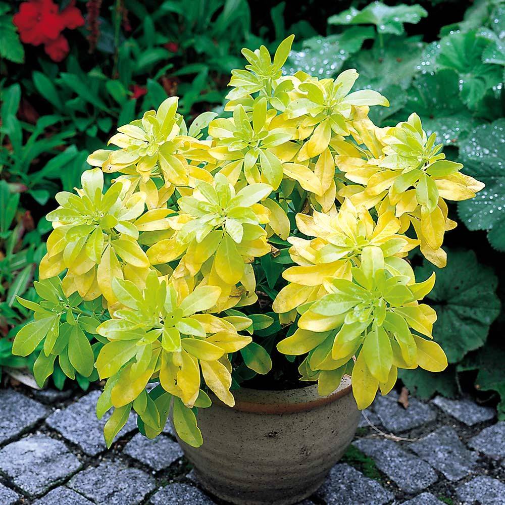 CHOISYA TERNATA BRICA ARANCIO MESSICANO VASO 17CM