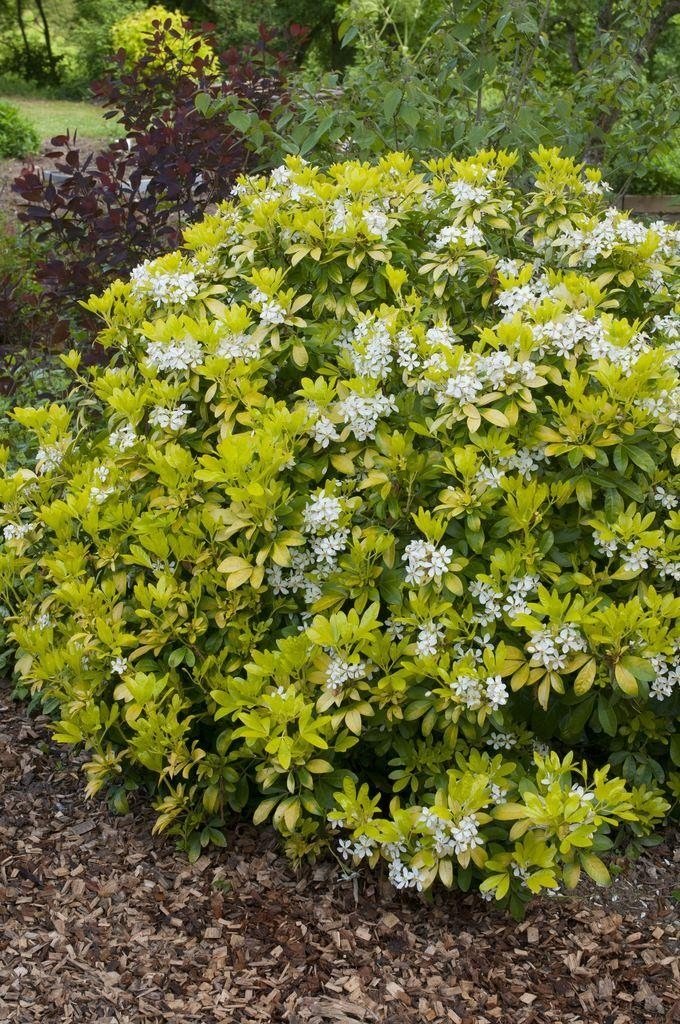 CHOISYA TERNATA BRICA ARANCIO MESSICANO VASO 13CM