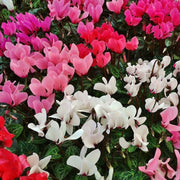 OFFERTA 3 PIANTE DI CICLAMINI COLORI ASSORTITI FUCSIA BIANCHI ROSSI VASO 10CM