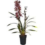 ORCHIDEA CYMBIDIUM BEAUTY ROY ROSSO VASO 14CM
