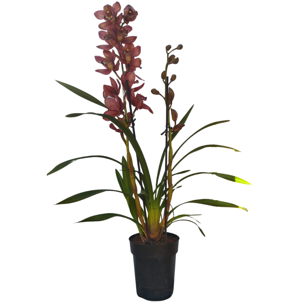 ORCHIDEA CYMBIDIUM BEAUTY ROY ROSSO VASO 14CM