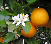 ARANCIO DOLCE (CITRUS SINENSIS) IN VASO 20CM