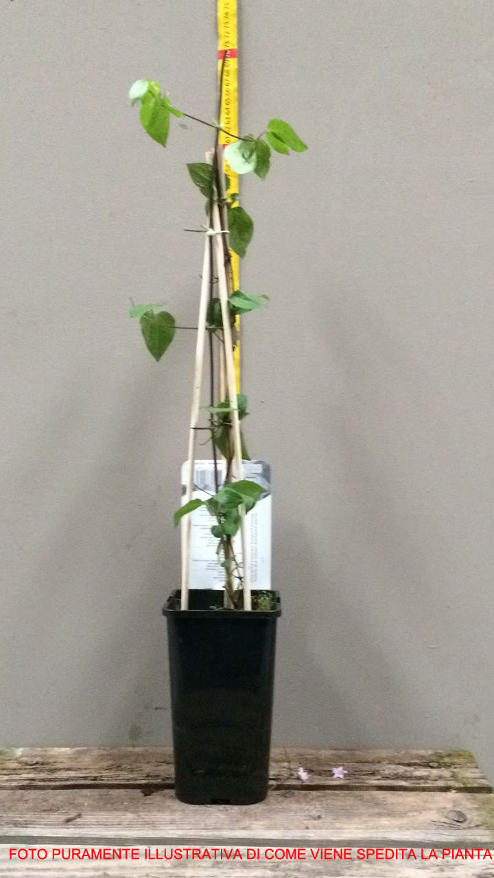 CLEMATIDE MONTANA RUBENS IN VASO 12CM